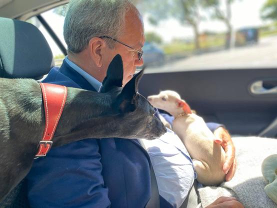A man in a car holding a light-coloured dog, as a black dog looks over his shoulder at the first dog.