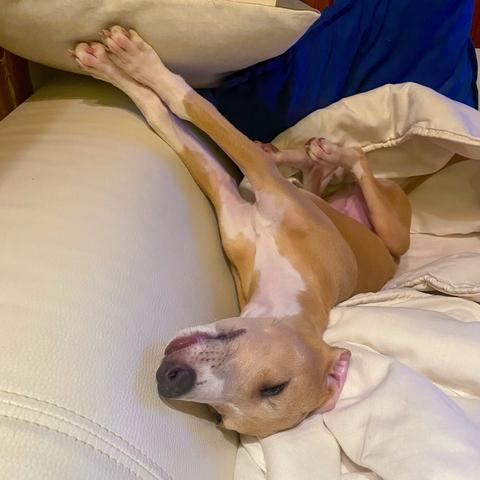 Beige and dog asleep on its back ln a light-coloured sofa.