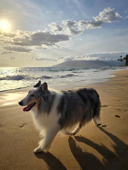 A dog walks at a brisk pace on the beach near sunset.