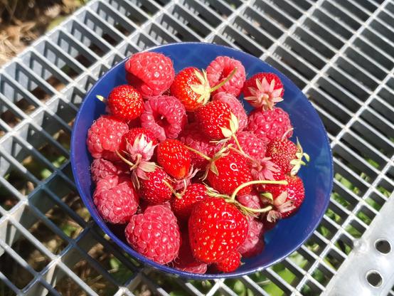 Große Himbeeren und sehr kleine Erdbeeren in einer Schüssel.