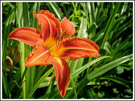 Bildbeschreibung:
Die orangefarbene Blüte einer Taglilie.