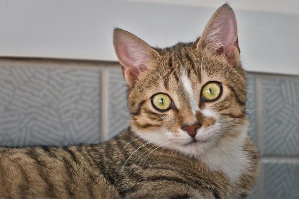 The picture shows a tabby cat with white accents on the muzzle and chest. The cat has large, bright yellow eyes that appear curious and pointed ears that are slightly tilted forward. It is lying relaxed in front of a wall with gray tiles that have a wavy pattern.