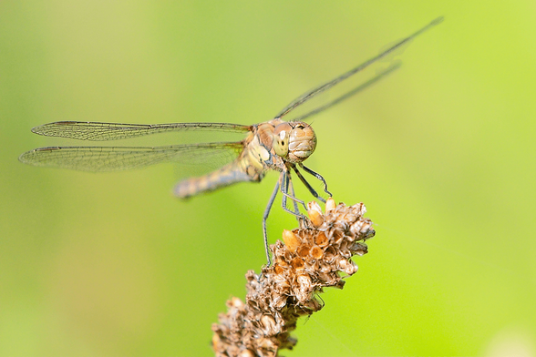 Female Common Darter dragonfly (Sympetrum striolatum) perched on a dried plant seedhead with a green out-of-focus background.