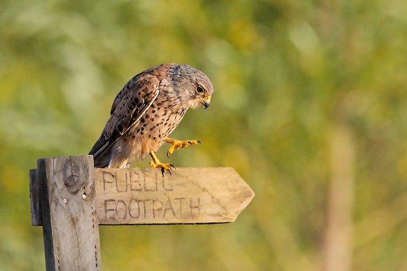 Common Kestrel (Falco tinnunculus) perched on a wooden signpost reading “Public Footpath” against a blurred green background.