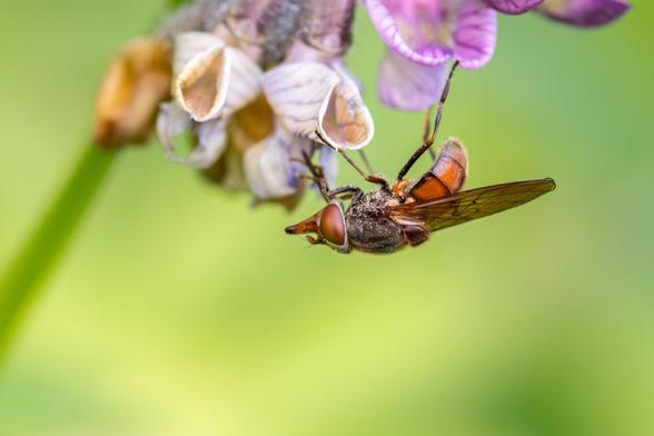 Close up shot of a brown hoverfly, upside down on a purple flower. Green blurry background.