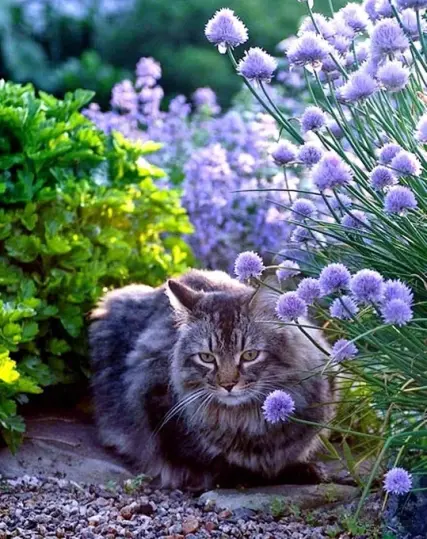 un chat dans un jardin