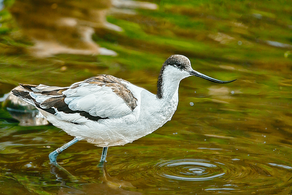 Pied Avocet (Recurvirostra avosetta) wading in shallow, rippled water with visible black and white plumage and an upturned bill.