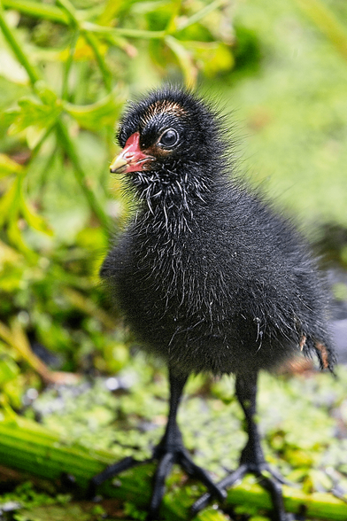 Common Moorhen chick (Gallinula chloropus) standing on green aquatic vegetation, covered in black down with a red-and-yellow bill.