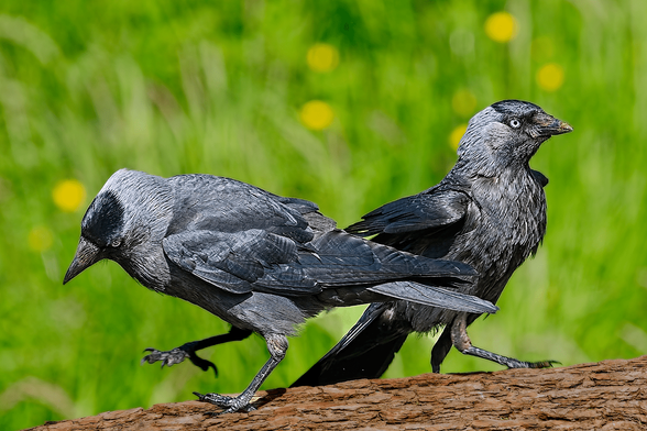 Two Western Jackdaws (Coloeus monedula) perched on a branch, one walking and one standing, with green grass and yellow flowers in the background.