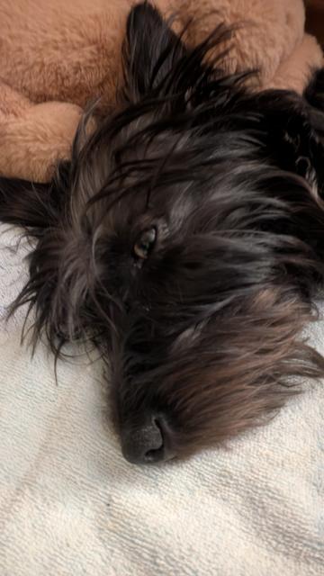 A small dog