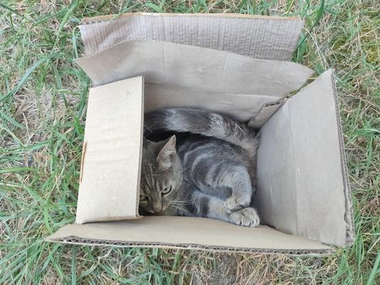 La photo montre une chatte grise tigrée lovée dans un carton trop petit pour elle.