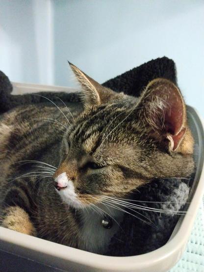 Our tabby cat with white markings, named Pax, is falling asleep in her little bed in an upstairs bathroom.  She is lying contentedly on a black self-warming blanket inside a plastic lid.  Her head is resting up against the side of the bed.  A silver bell dangles from her collar.