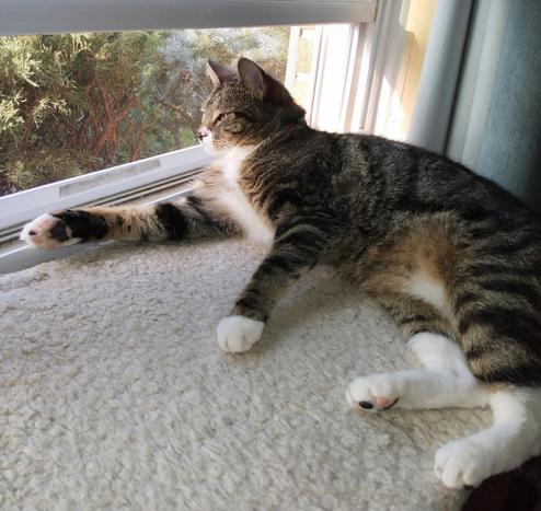 Our tabby cat with white markings, named Pax, is lying lazily on her side on a white window shelf.  Her legs are stretched out in front of her with some pink and black toe beans showing.  She is very relaxed as she gazes out the window.