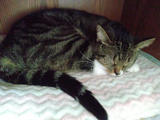 Our little tabby cat with white markings, named Pax, is sleeping peacefully.  She is lying on a pink and white blanket in a small compartment in a bookcase/entertainment center.  Her head is resting on her two white mittens.  Her long striped tail is in the foreground.