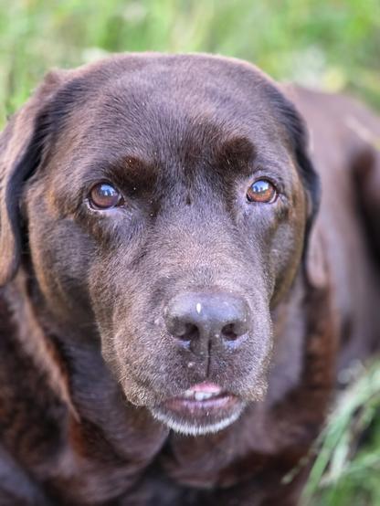 A close-up of a chocolate brown Labrador with a greying snout. She's looking towards the camera, her mouth slightly ajar, showing off a few teefs. The background is blurred in greens, as she's lying in a grassy area.