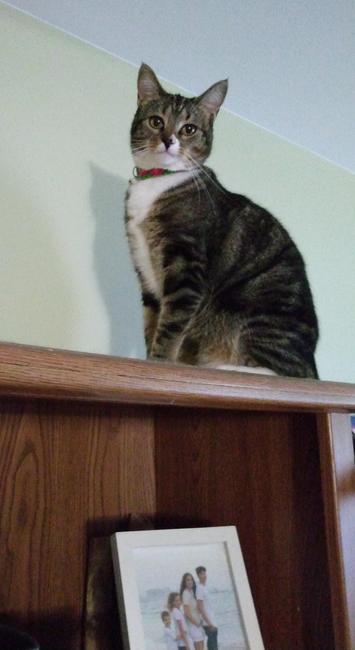 Pax, our little tabby cat with white markings on her face, neck, chest, hind legs and mittens, is sitting up tall on top of a bookcase.  She is looking at the camera.  A framed picture of four children is on the shelf beneath her.