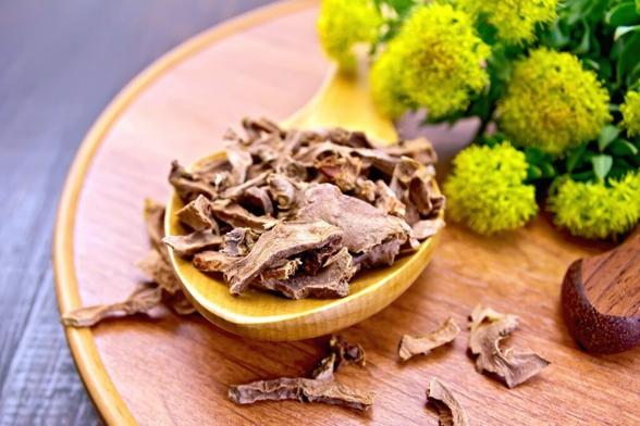 Rhodiola rosea, commonly called ‘golden root’ or ‘Arctic root’  Image Credit: kostrez / Shutterstock.com