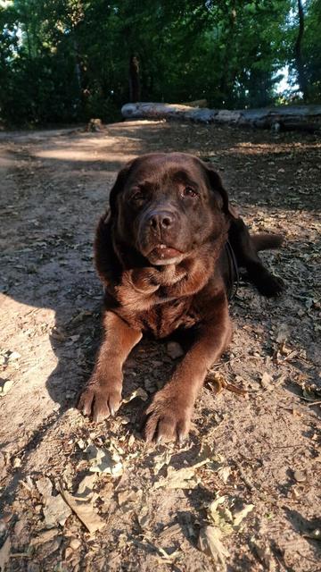The image features a chocolate brown Labrador Retriever lying on a dirt path in a forested area. The dog is positioned in the foreground, facing the camera with a calm expression. Its fur is shiny and well-groomed, and it has a collar around its neck. The dog's front paws are extended forward, and its body is relaxed on the ground, which is covered with dry leaves and small twigs. In the background, there are trees with green foliage, and a large fallen log is visible, adding to the natural setting. The lighting suggests it is either early morning or late afternoon, with sunlight filtering through the trees, casting shadows on the ground.