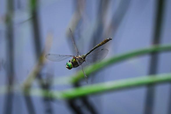 A photograph of a dragonfly of the species downy emerald in flight. The dragonfly is photographed slightly from above and side, so that its body ias diagonal in the image with the head pointing towards the lower left corner.

Its wings are all sticking out at about 45 degrees from the body, forming a cross.

The dragonfly is a greenish bronze colour, with bright green eyes.

The background is a forest lake, with out of focus green stems of water plants criss-crossing the image.