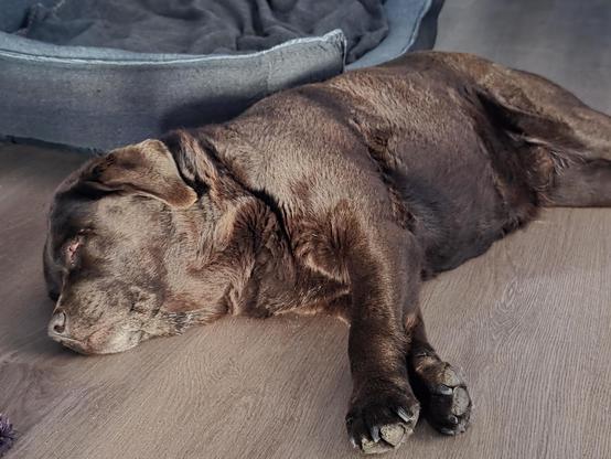 A chocolate brown Labrador with a greying snout, lying on the floor, in front of a grey dog bed. Her front paws are stretched out in front of her. Her eyes are closed and she's breathing slowly...