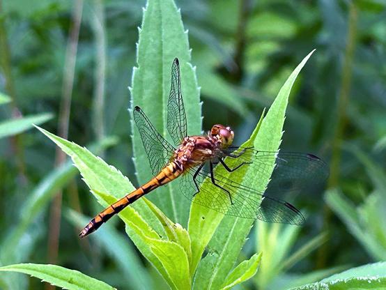 An orangey-gold  dragonfly perched on top of a plant with serrated lanceolate leaves. Its  intricately patterned wings, like black lace, are spread out and clearly visible.