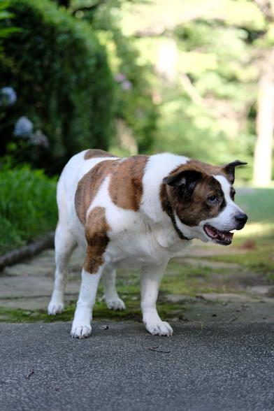 A white and brown dog standing in his yard looking toward the right side of the screen. An early evening sun shining behind him. On the left are the remnants of blue hydrangeas.