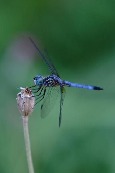 A blue dragon fly on the tip of a plant