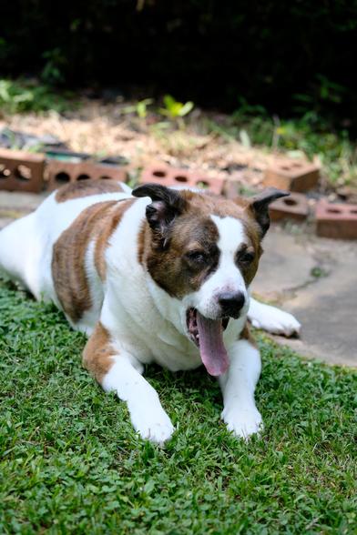 A white and brown dog lying on a freshly cut lawn with a satisfying big yawn