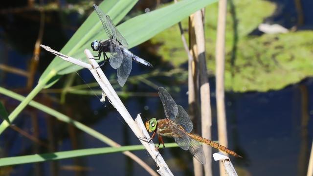 Two dragonflies sitting on the same stick above a ditch. At the top is a blue and black one, a Scarce Chaser. Lower is a pale brown one with bright green eyes, a Norfolk Hawker (outside the UK this is called Green-eyed Hawker).