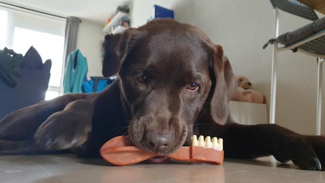 A chocolate brown Labrador is lying on the floor. Her face is aimed downwards, as she just got a dental stick in the shape of a brown toothbrush to snack on. Her front paws are wide and the snack and her head are in between them. The snack is partially between her front teeth (teeth not visible).
