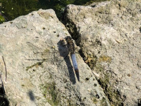 A dragon fly with a pale blue body and a dark tail rests in the sunshine on the gap between two stones at the edge of a canal.