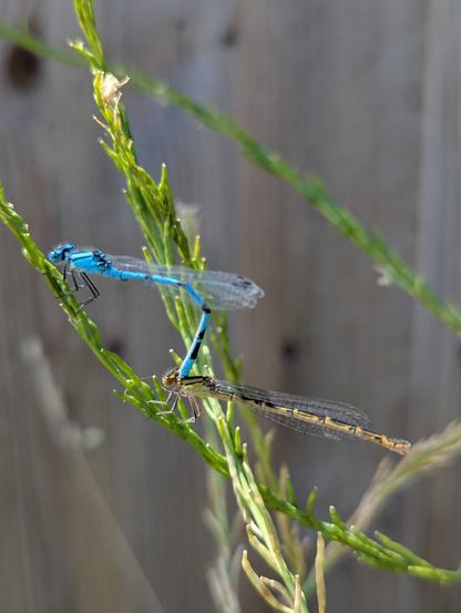 A male common blue damselfly rests on stem of grass he is clasping a female damselfly around her head with his claspers as she also rests on the same blade of grass