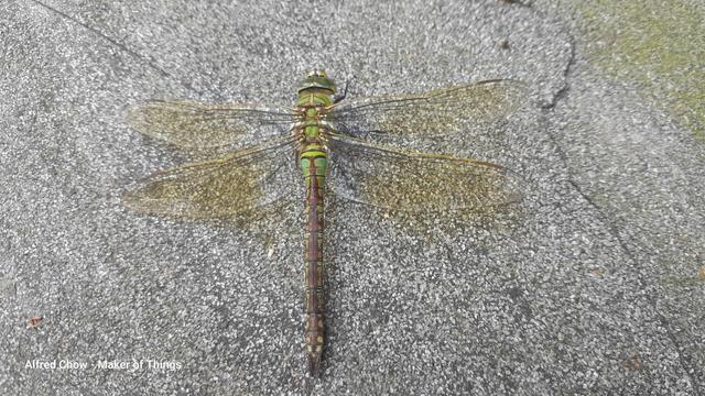 A huge dragonfly, wings out stretched, on the grey gritty surface of a ramp.
The dragonfly is brown with green head and main thorax, and the translucent wings have a green tint.
It is about 75mm or 3 inches long.