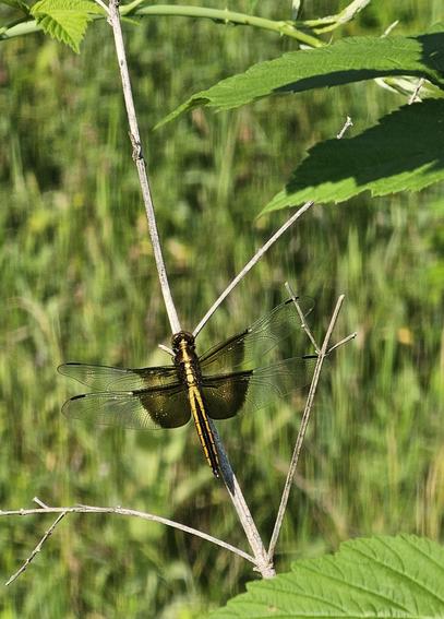 Female widow skimmer dragonfly with golden body and partially transparent wings sitting in the morning sunlight on a bleached dead stem of a plant. The out-of-focus green, grassy, swampy river bank is behind it.
