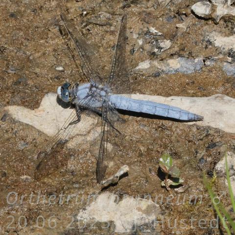 Eine mittelgroße, schlanke Libelle sitzt auf schlammig-braunem Boden in der Sonne. Ihr gesamter Körper ist hellblau, auch die großen Komplexaugen sind blau. Ihre transparenten Flügel haben feine schwarze Flügeladern und schwarze Flügelmale, nur die kurzen Antenodalqueradern sind hell; man sieht sie leuchten