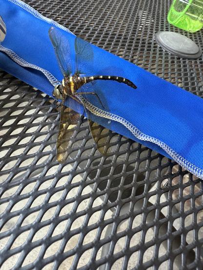 Black with yellow stripes dragonfly with translucent amber -veined wings sitting on a blue towel lying on a wrought iron table top.