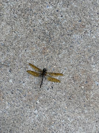 Dark-colored dragonfly with amber wings lying on its back on concrete