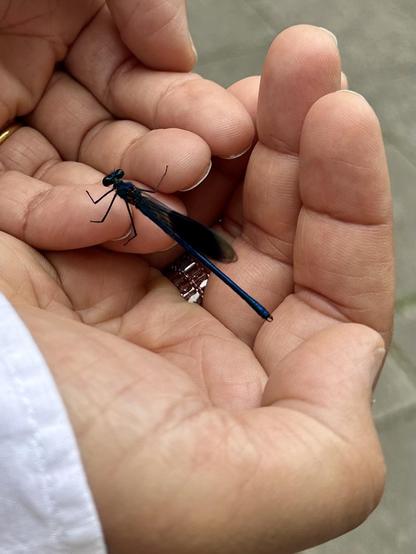 A person's open palm gently cradles a small, dark-blue dragonfly. The insect's delicate wings and slender body are clearly visible.  The hand is light-skinned, and a portion of a white shirt sleeve is visible at the wrist.