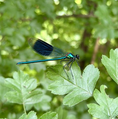 A vibrant, metallic blue-green damselfly/dragonfly rests on a bright green leaf.  The damselfly's wings show a striking pattern of blue and a yellowish-gold hue near the base. The background is blurred, showing more green foliage.