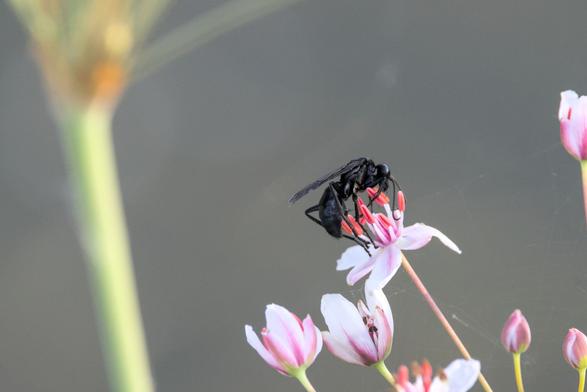 an image of an, I think, great black wasp