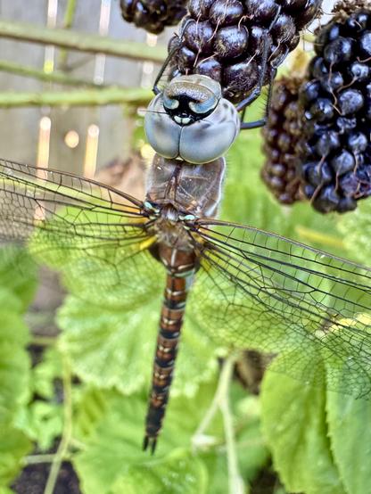 A close-up of a dragonfly resting on a cluster of blackberries, showcasing its large eyes and intricate wings, with green leaves in the background.