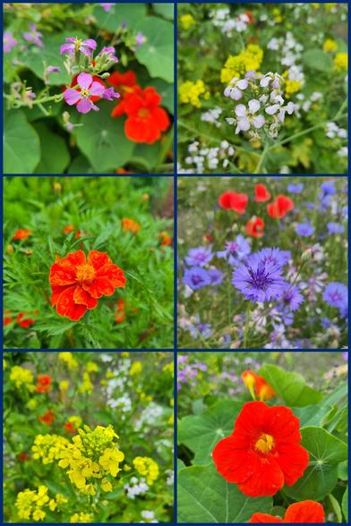 Collage van de 6 bloemen.