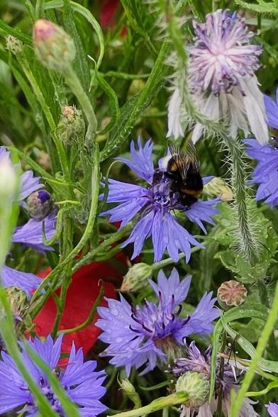 Hommel op Korenbloem.