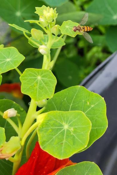 Zweefvlieg op blad Oostindische kers.