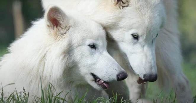 Genetically modified dire wolves brought back from extinction have 'doubled in size' | World | News