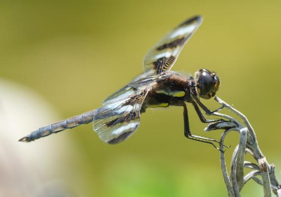 A twelve-spotted skimmer dragonfly perched on dried roseary branch. The background is out of focus and a color-field of forest green.