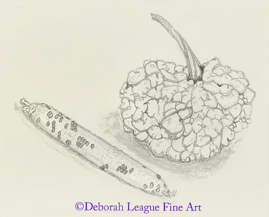 Discover the rustic charm of this graphite still life drawing, featuring a detailed gourd with rich, textured surface and a slender corncob. Rendered in soft pencil tones, this botanical sketch captures the organic shapes and natural textures of autumn harvest favorites. Ideal for farmhouse décor, kitchen wall art, or collectors of botanical and nature-themed illustrations. A beautiful tribute to the simple beauty of fall’s bounty.

A detailed black and white drawing showcases a bumpy textured gourd alongside a slender cucumber. The simplicity of the composition highlights the unique forms and surfaces of the vegetables.