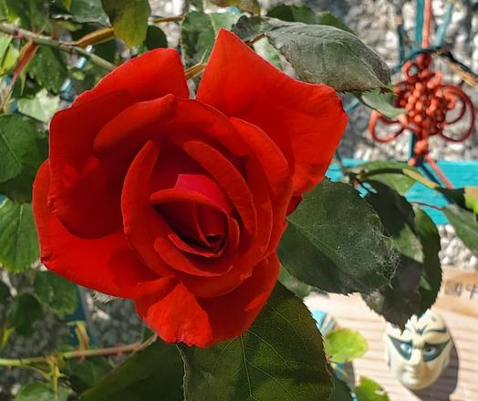 A vibrant, nearly head-on view shot of a velvet-textured, nearly fully-blown red rose. The rose is surrounded by stems and leaves of the plant. Decorative elements are included in the background that include a red decorative knot on an aged light-blue or grey surface. Below this knot is a Chinese "demon mask" that is decorated in black, grey and white. The mask's eyes are a light-blue hue.