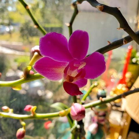 A close-up shot of a vibrant pink orchid in bloom, featuring five rounded petals and a complex center with speckled patterns. The orchid is attached to a slender, branching stem with a few unopened buds nearby. The background is a soft blur of a window, providing natural light.