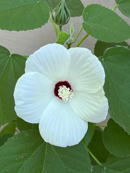 4" pale white hibiscus blossom with deep purple center.